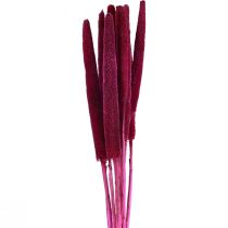 Artículo Mijo perla, caña babala, mijo rosa 70cm 10 piezas