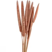 Artículo Mijo perla, caña babala, mijo rojo marrón 70cm 10 piezas