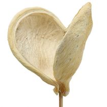 Badam en un palo blanqueado 6cm - 12cm L55cm 23pcs