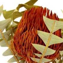 Banksia Baxterii Naranja 8uds