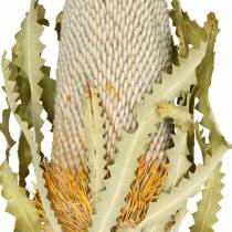 Banksia Hookerana natural 7uds