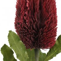 Flor Artificial Banksia Rojo Borgoña Artificial Exotics 64cm