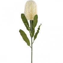 Flores Artificiales Banksia Crema Blanca Artificiales Exóticas 64cm
