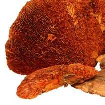 Artículo Esponja de árbol naranja 1kg