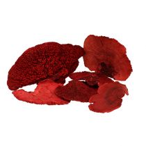 Artículo Esponja de arbol roja 1kg