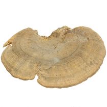 Artículo Esponja de árbol natural setas decorativas secas 6cm 1kg