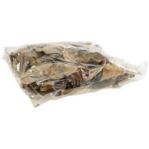 Artículo Esponja de árbol natural setas decorativas secas 6cm 1kg