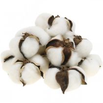 Artículo Decoración de flores de algodón decoración natural de algodón seco Ø6cm 12 piezas
