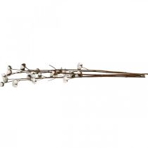 Artículo Rama de algodón, rama decorativa de algodón, algodón auténtico L80cm 5 piezas