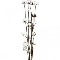 Artículo Rama de algodón, rama decorativa de algodón, algodón auténtico L80cm 5 piezas
