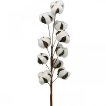 Rama de algodón decoración natural 10 cabezas en alambre decoración algodón 68cm