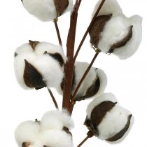 Rama de algodón decoración natural 10 cabezas en alambre decoración algodón 68cm