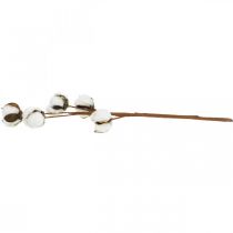 Artículo Decoración de rama de algodón Rama decorativa de algodón real 5 cabezas 50cm