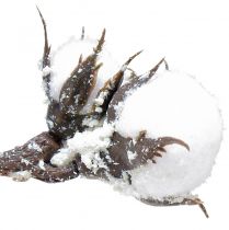 Artículo Rama de algodón artificial flores de algodón con nieve 79cm