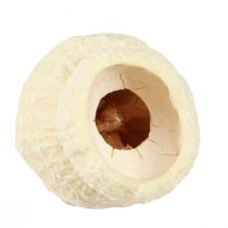 Artículo Campanilla seca de goma de mascar blanqueada 2,5-3,5cm 500g