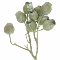 Artículo Rama Bellgum 5cm - 7cm verde esmerilado 20 piezas