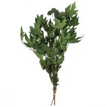 Artículo Ramas de sicómoro hojas decorativas hojas de arce verde 50-60cm 100g
