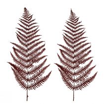 Artículo Helecho decorativo de montaña hojas secas rojo vino 50cm 20uds