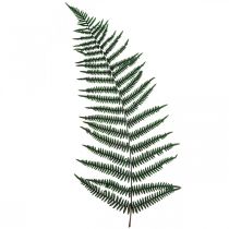 Artículo Helecho de montaña helecho decorativo hojas de helecho preservadas verde 45cm 20ud