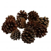 Piñas de pino de montaña pequeñas naturales 1kg