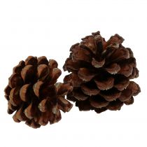 Piña de pino de montaña pequeña naturaleza 1kg