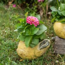 Artículo Pera para plantar, decoración de otoño, recipiente de hormigón L19cm H15.5cm