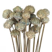 Decoración De Flores Secas Margarita Silvestre Azul Verde H36cm 20uds