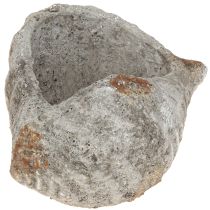 Artículo Maceta de concha de piedra gris antiguo marítimo 22×18×13cm