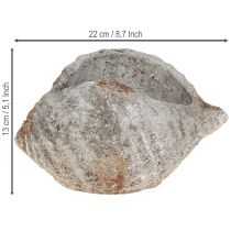 Artículo Maceta de concha de piedra gris antiguo marítimo 22×18×13cm