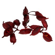 Artículo Braquiciton Rojo 500g