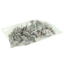 Artículo Brachyciton blanco lavado 500g