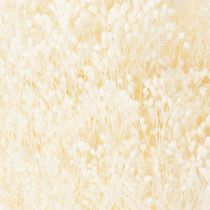 Artículo Flores secas blanqueadas de retama blanca de larga duración 100 g