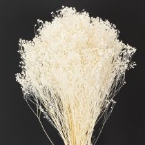 Artículo Flores secas blanqueadas de retama blanca de larga duración 100 g