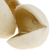 Artículo Nuez de Buda blanqueada 10 piezas