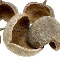 Artículo Nueces de Buda 8-10cm blanqueadas 10uds