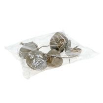 Artículo Nueces de Buda 8-10cm blanqueadas 10uds