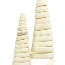 Cono de caña blanqueado 25uds