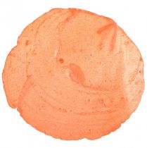 Artículo Conchas de capiz Rodajas de capiz rodajas de nácar naranja 7,5–9,5cm 300g