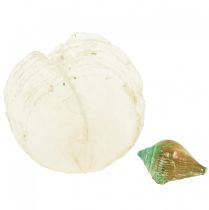 Artículo Concha de nácar capiz rodajas de nácar concha de caracol de mar verde 3,5–9,5 cm 750 g