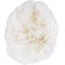 Artículo Marítimo, conchas Capiz 5-10 cm, nácar, artículo natural 1 kg