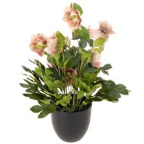 Artículo Planta artificial de heléboro en maceta, rosa de Navidad, para decoración del hogar, 50 cm.
