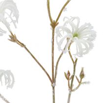 Clematis rama blanca flocada 62cm 3pcs