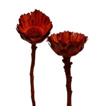 Artículo Roseta compacta naranja 40uds
