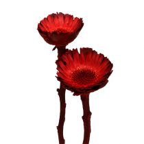 Artículo Roseta compacta roja 40 uds.