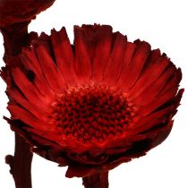 Artículo Roseta compacta roja 40 uds.