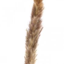 Artículo Hierba seca pampas grass manojo natural 80cm