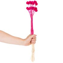 Artículo Ramo de flores secas Craspedia para floristería, 55 cm, 20 unidades.
