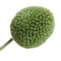 Artículo Bolas de flores secas de Craspedia para una elegante decoración otoñal, 55 cm, 20 unidades.
