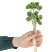 Artículo Bolas de flores de Craspedia secas para decoraciones otoñales con estilo, 55 cm, 20 piezas