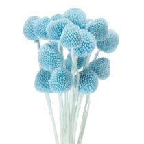 Artículo Decoración de flores secas Craspedia para jarrón, estilo minimalista, decoración de verano duradera, 55 cm, 20 piezas